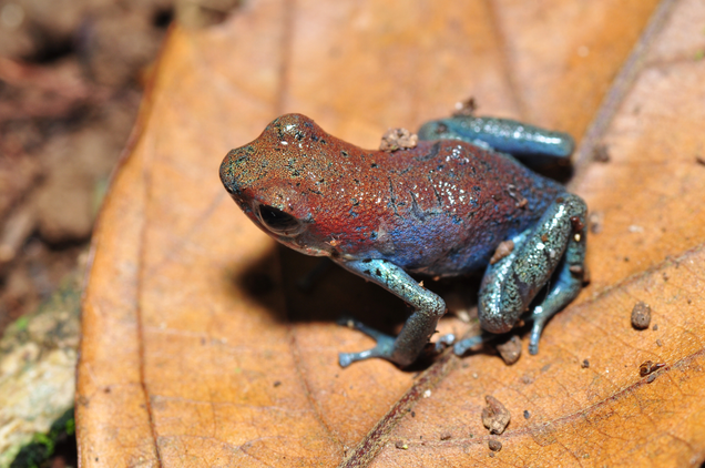 A strawberry poison dart frog, one of many poison frogs that can be purchased online. Image: Pavel Kirillov/Flickr